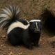 Do Skunks Hibernate
