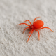 Tiny Red Spiders