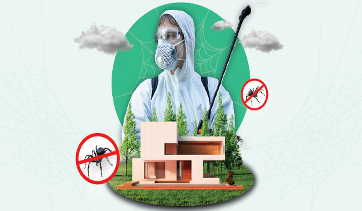 How to Get Rid of Spiders: Natural Methods, Prevention & Professional Solutions