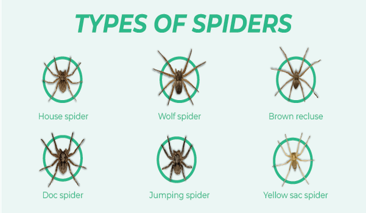 type of spider