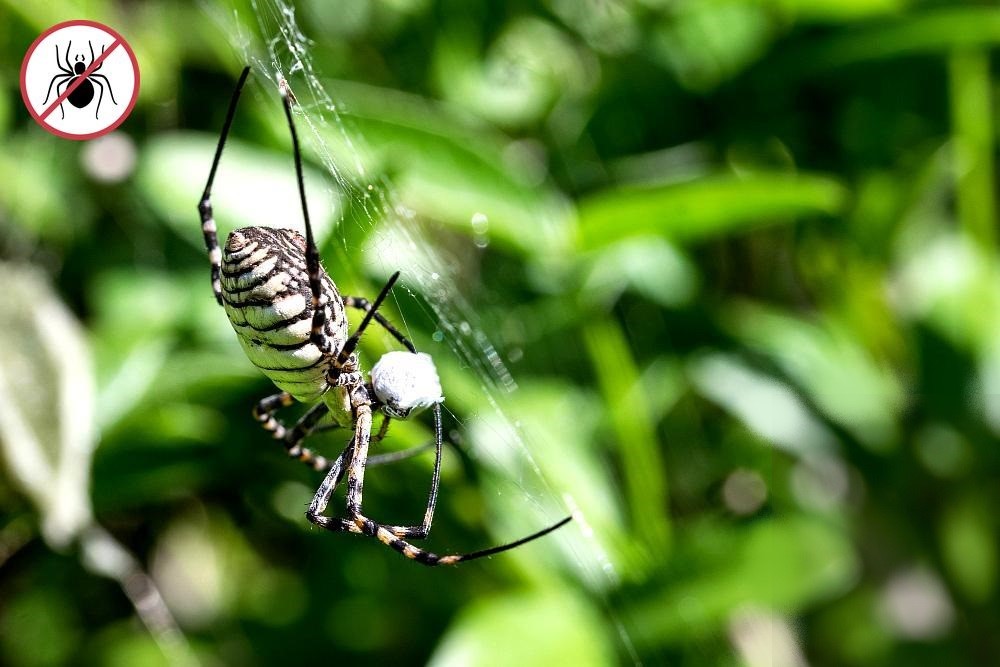 pest control spiders