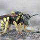 bumble bees sting