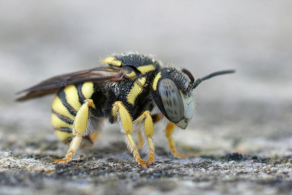 Do Bumble Bees Sting? Easy Guide for Everyone